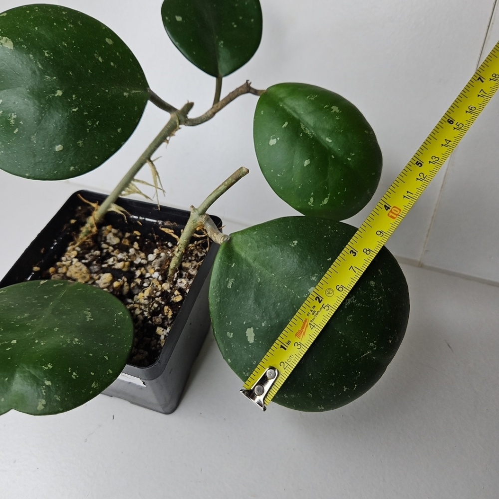 Hoya Obovata - Picture 10 of 10